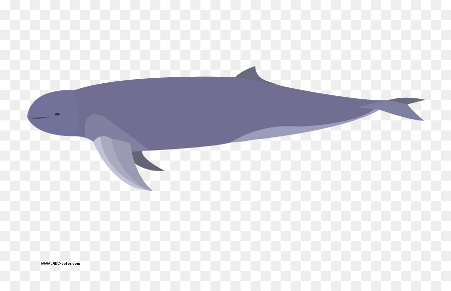 Baleine，Marin PNG