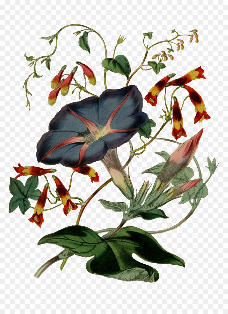 Illustration Florale，Fleurs PNG