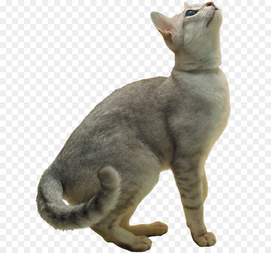 Chat，Blanc PNG