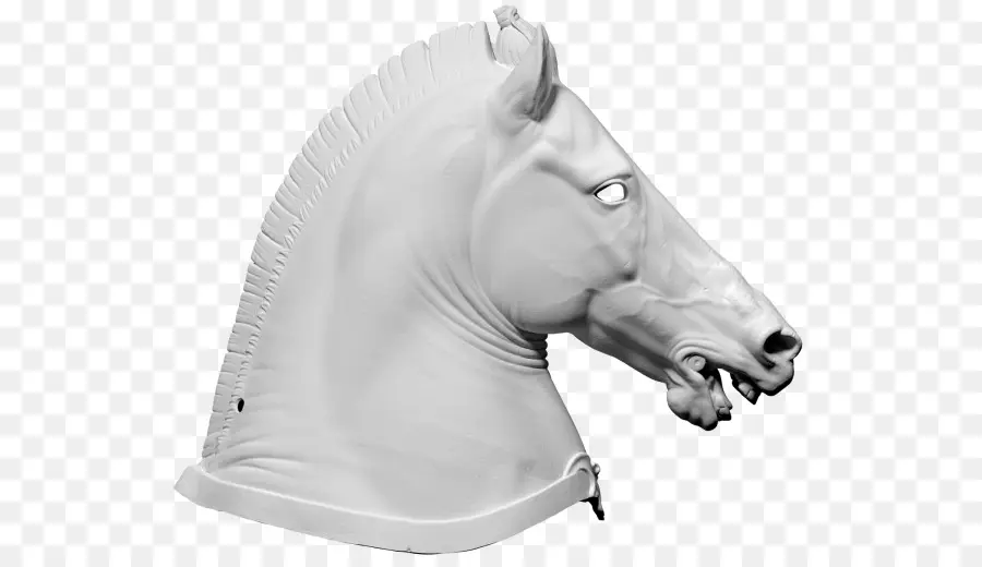 Tête De Cheval，Blanc PNG