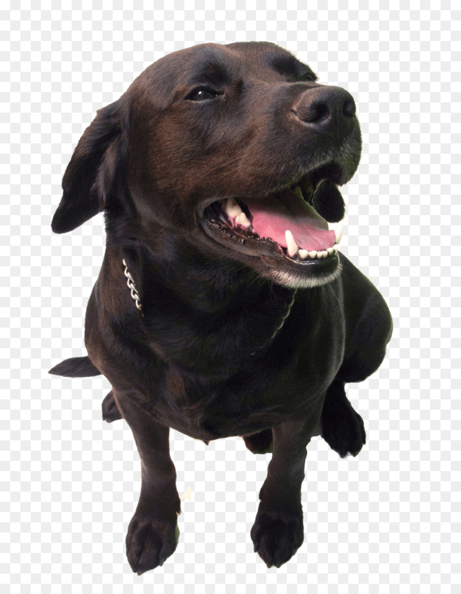 Chien Noir，Heureux PNG