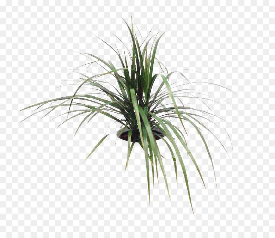 Plante En Pot，Pot PNG