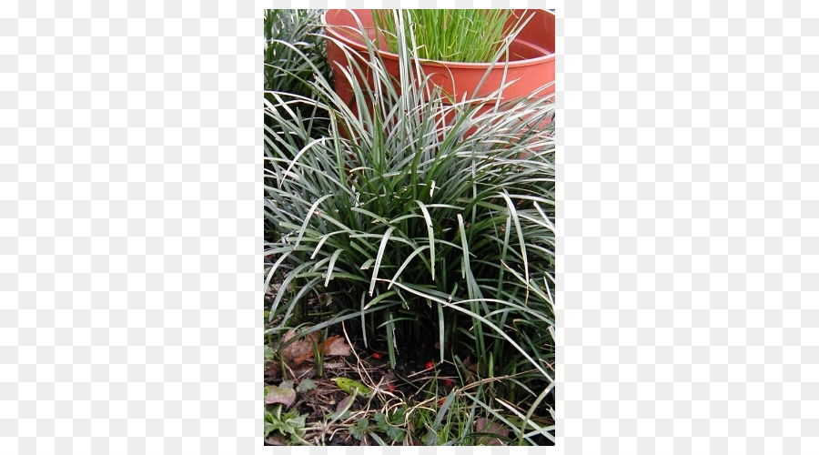 Bulbes à Fleurs，Liriope Spicata PNG