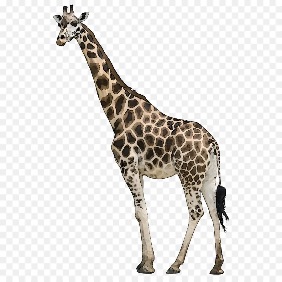 Girafe，Grand PNG