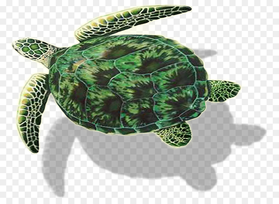 Tortue，Coquille PNG