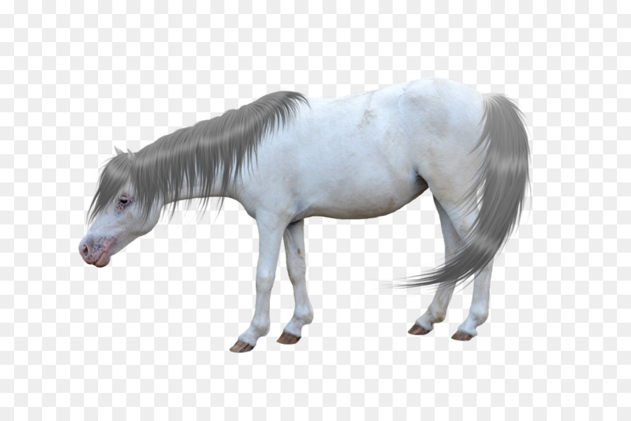 Licorne Blanche，Fantaisie PNG