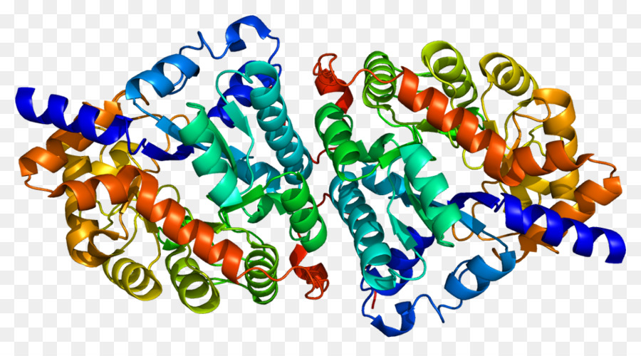 Structure Des Protéines，Molécule PNG