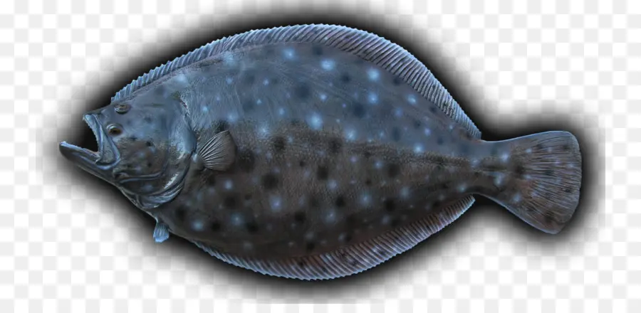 Poisson Plat，Poisson PNG