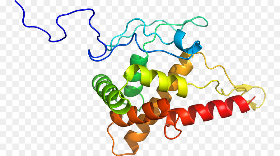 Structure Des Protéines，Biologie PNG