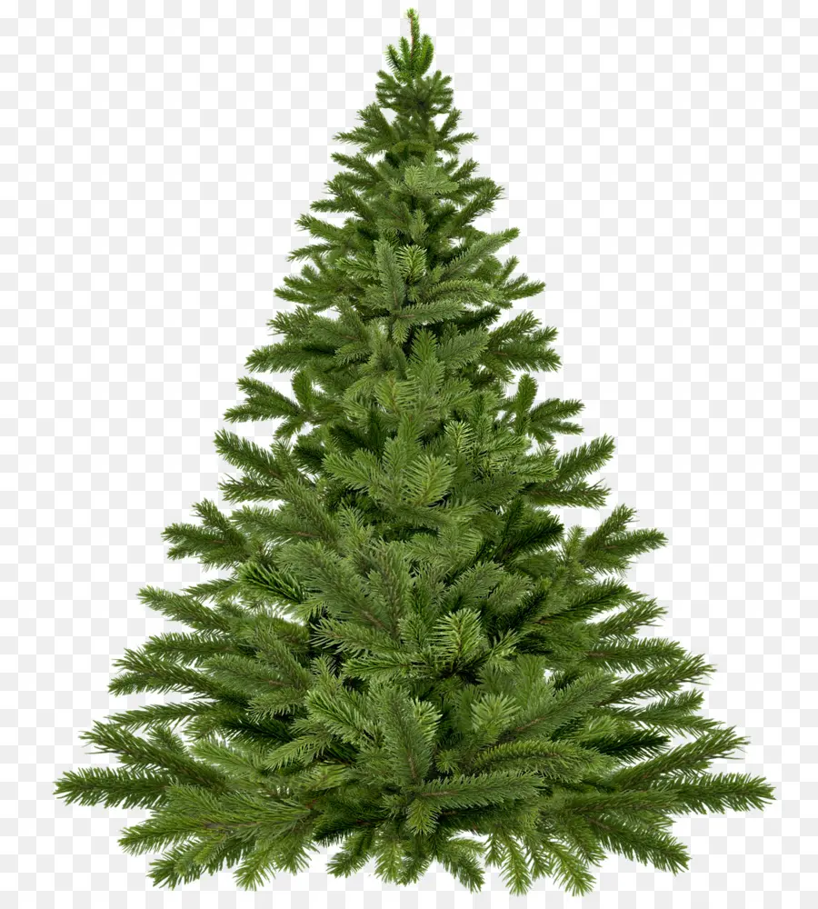 Arbre De Noël，Pin PNG