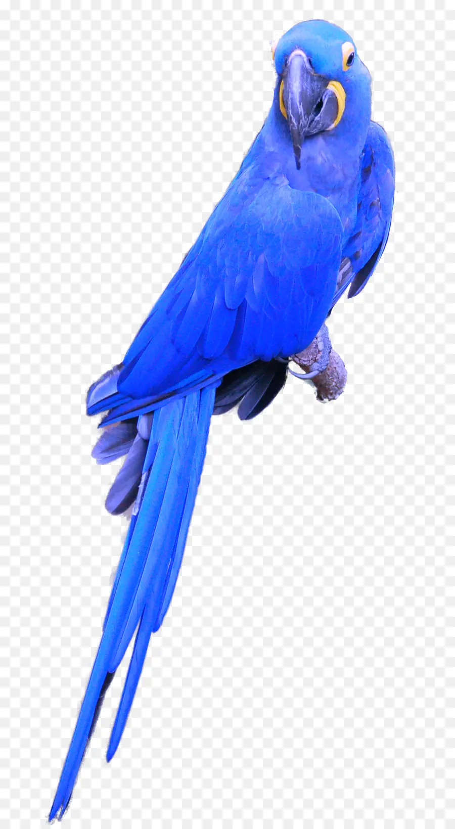 Perroquet Bleu，Plumes PNG