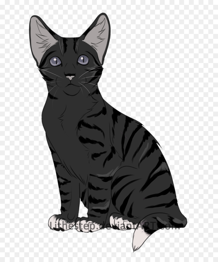 American Shorthair，Wirehair Américain PNG