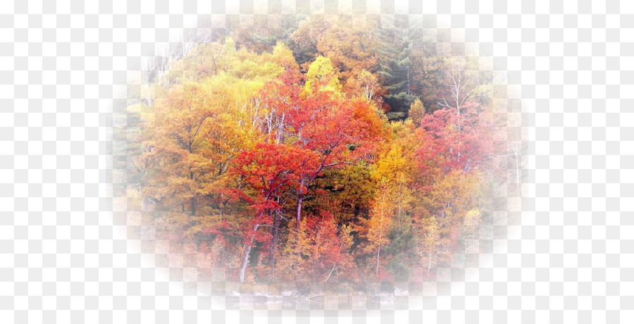 Forêt D'automne，Arbres PNG