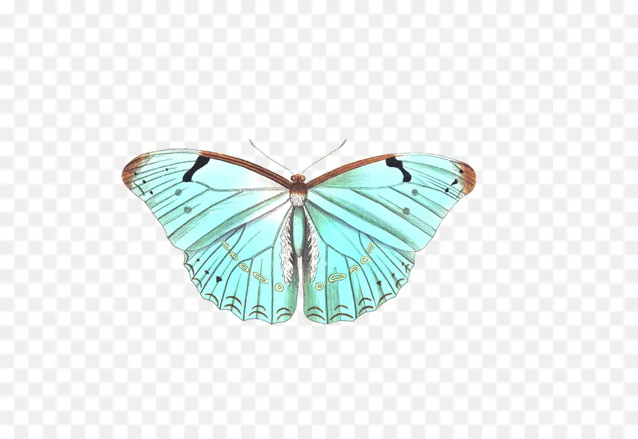 Papillon，Ailes PNG