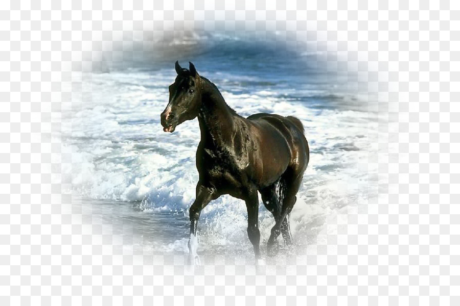 Cheval Noir，Champ PNG