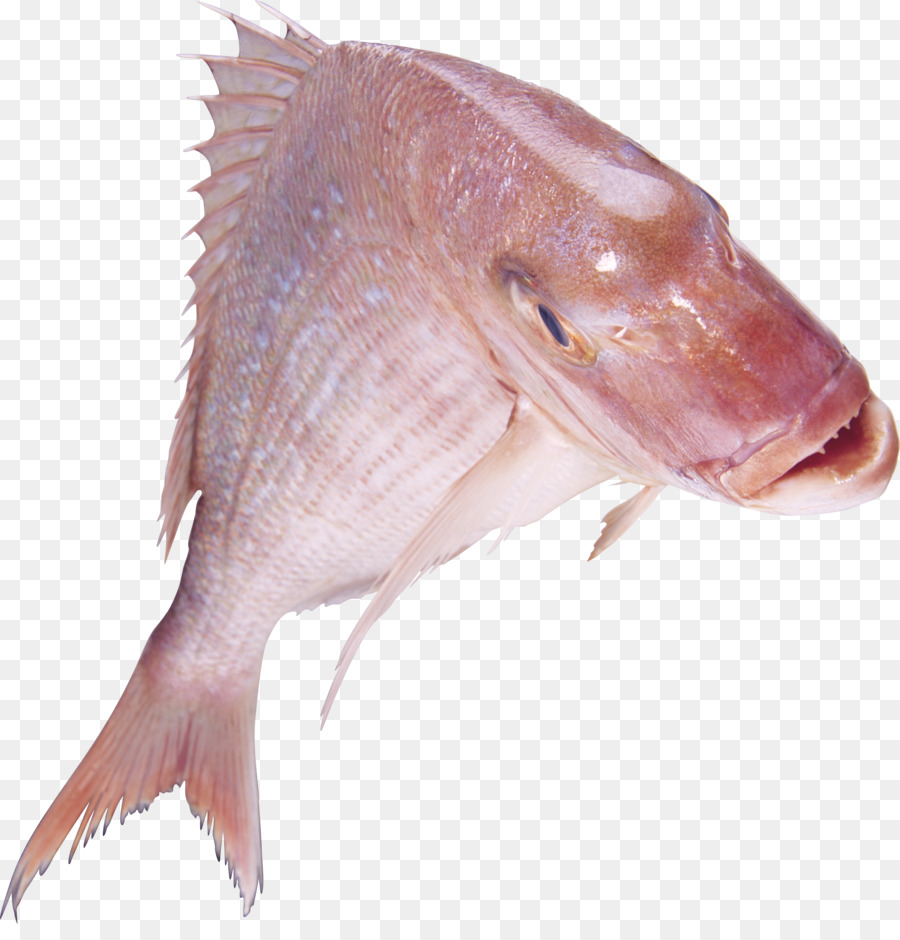 Poisson，Aquatique PNG