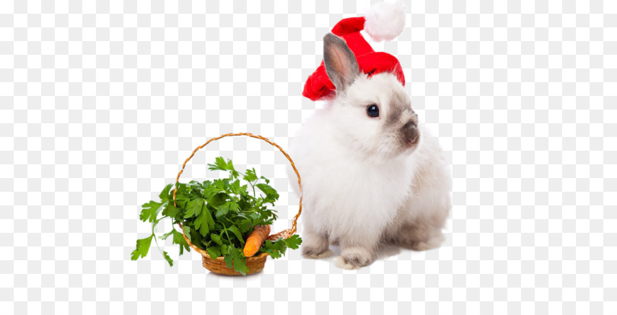 Lapin，Lapin De Pâques PNG