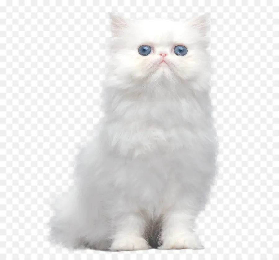 Chaton Blanc，Chat PNG