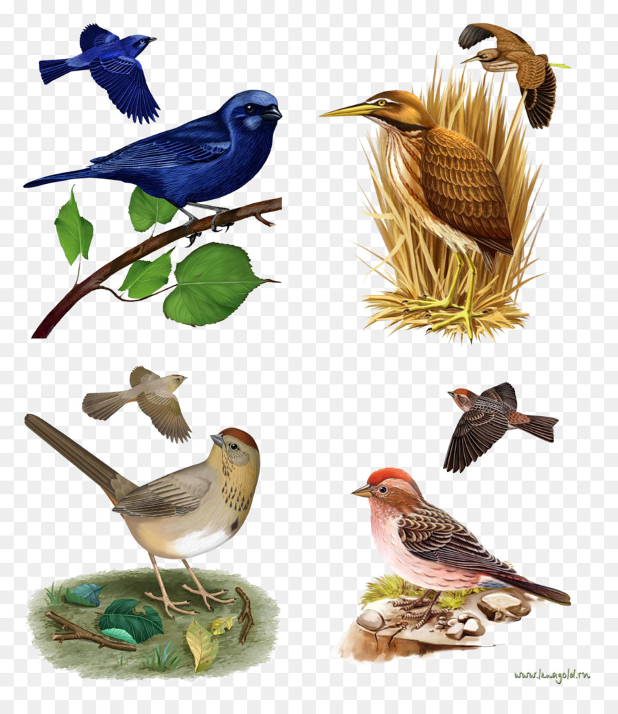 Oiseaux，Illustration PNG