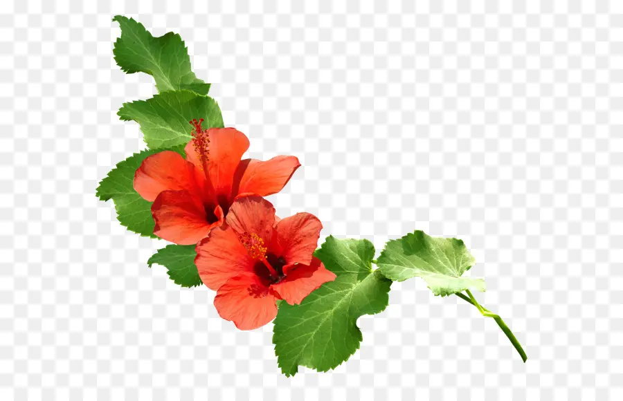 Hibiscus Rouge，Floraison PNG