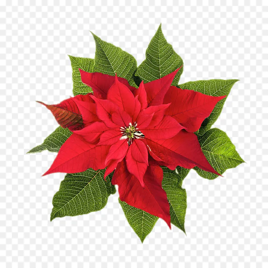 Poinsettia，Noël PNG