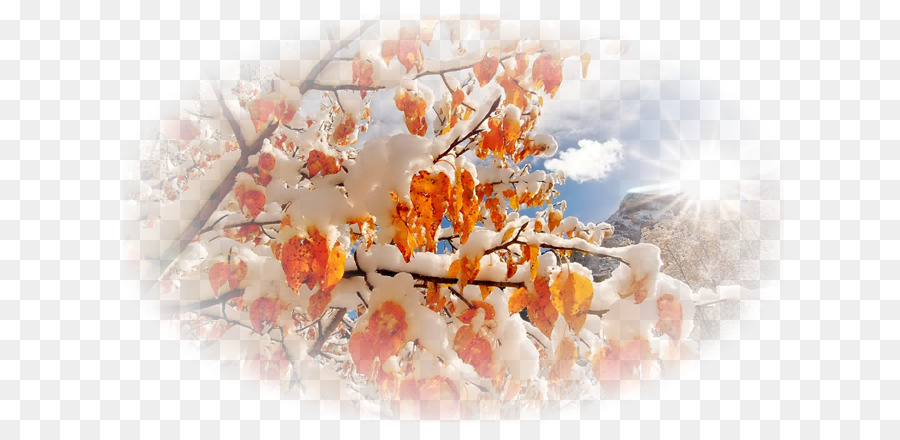 Fleurs Enneigées，Orange PNG