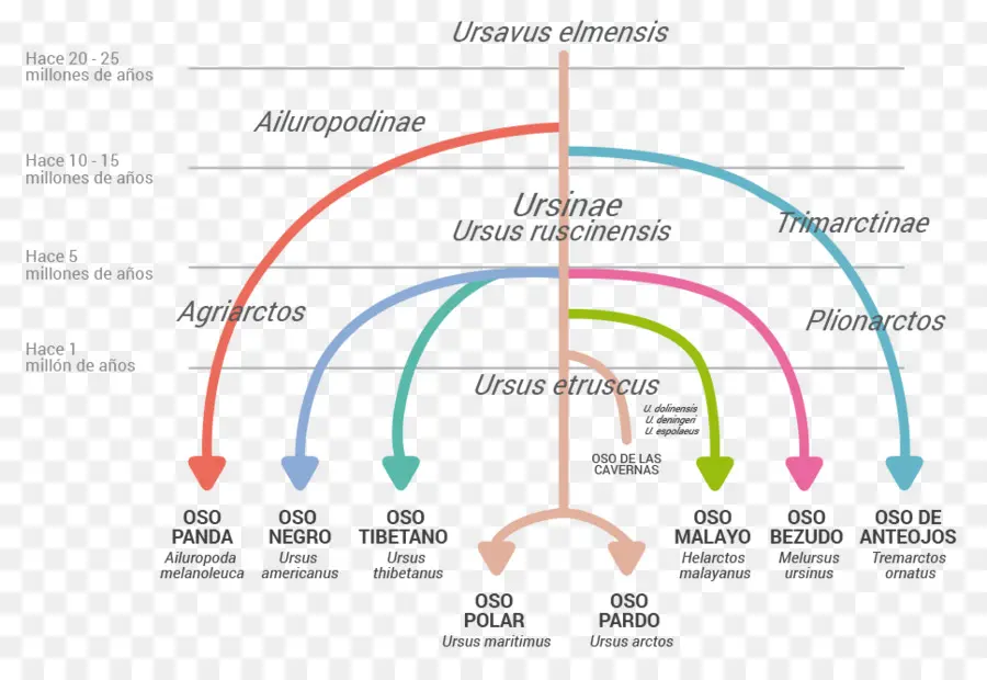 Tableau D'évolution Des Ours，Ours PNG