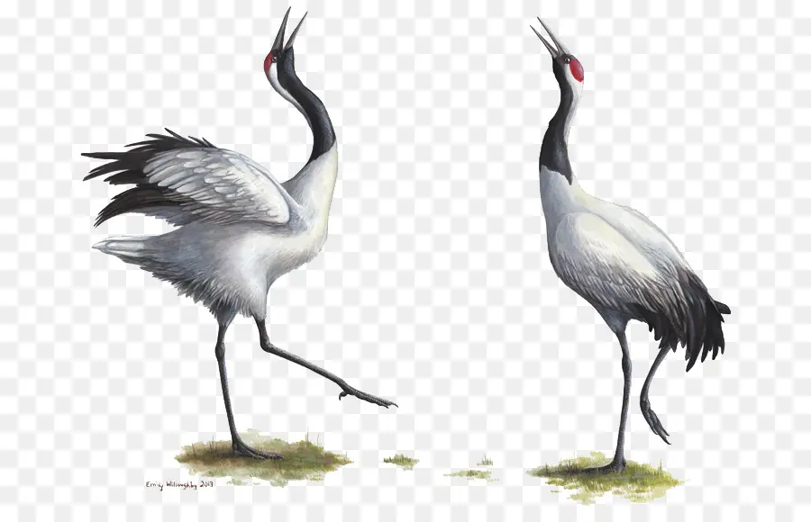 Grues，Blanc PNG