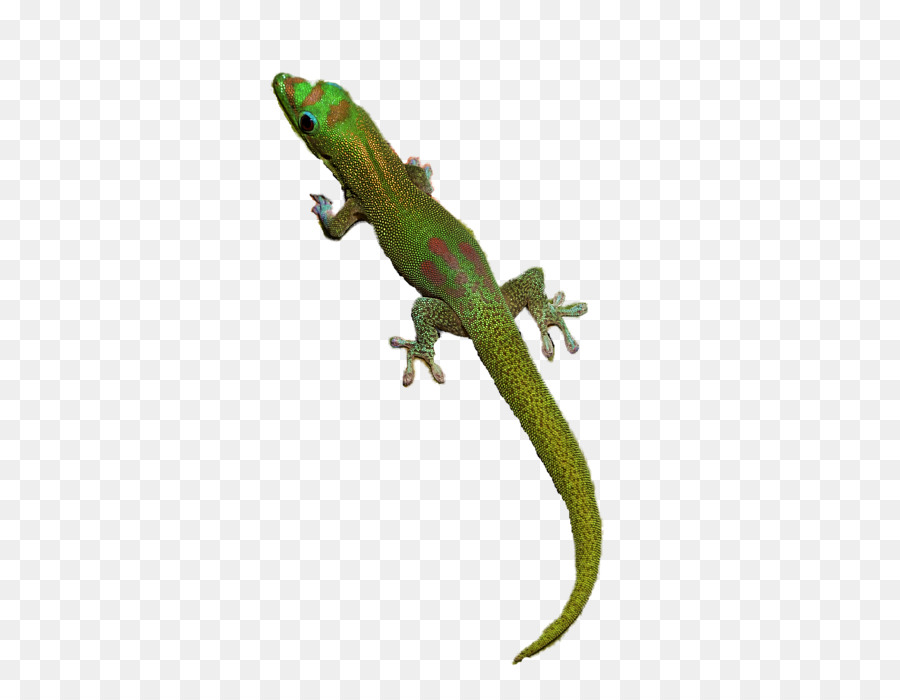 Gecko，Lézard PNG