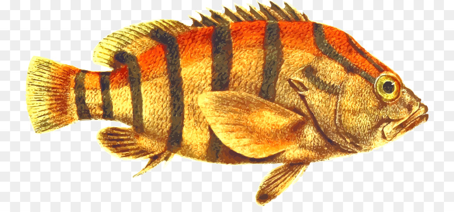 Poisson，Rayures PNG