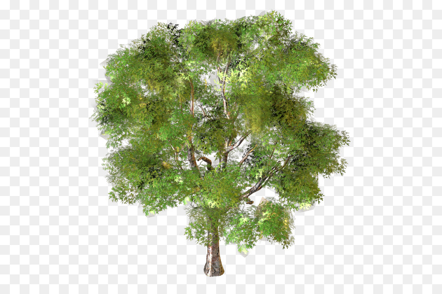 Arbre，Feuilles PNG