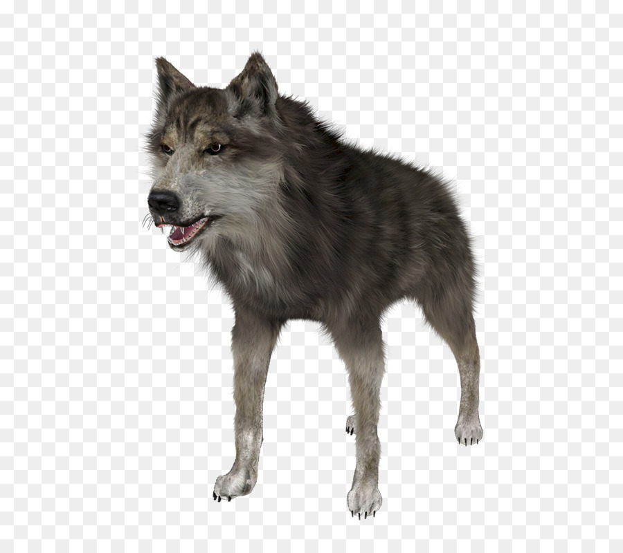 Loup，Fourrure Blanche PNG