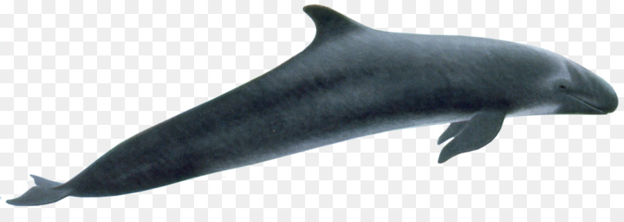 Baleine，Océan PNG