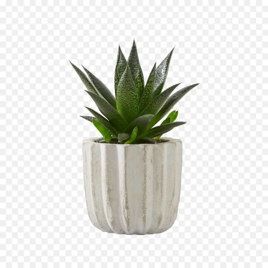 Succulent，Pot PNG