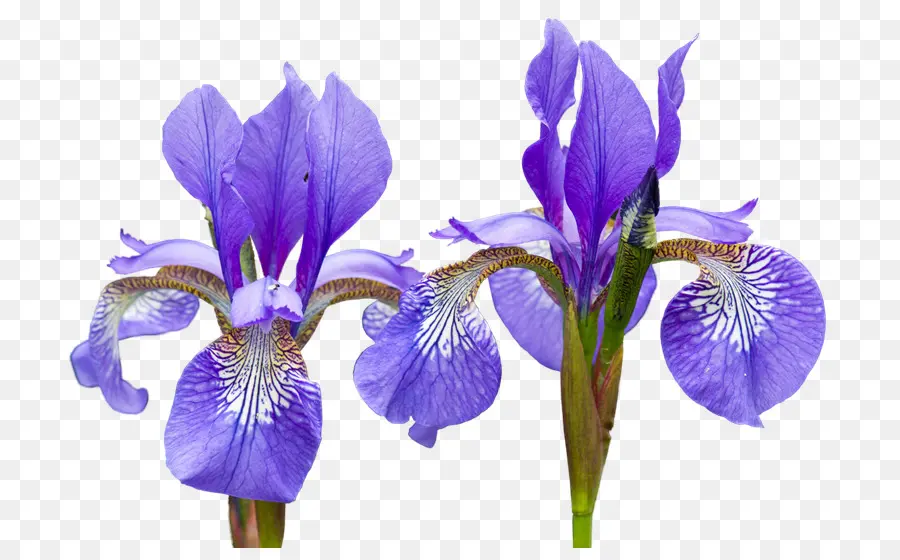 Iris Violet，Fleurir PNG