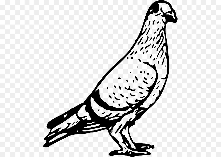 Dessin De Colombe，Pigeon PNG