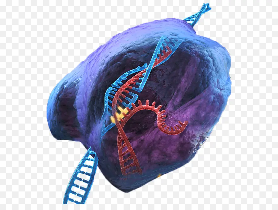 Crispr，Adn PNG