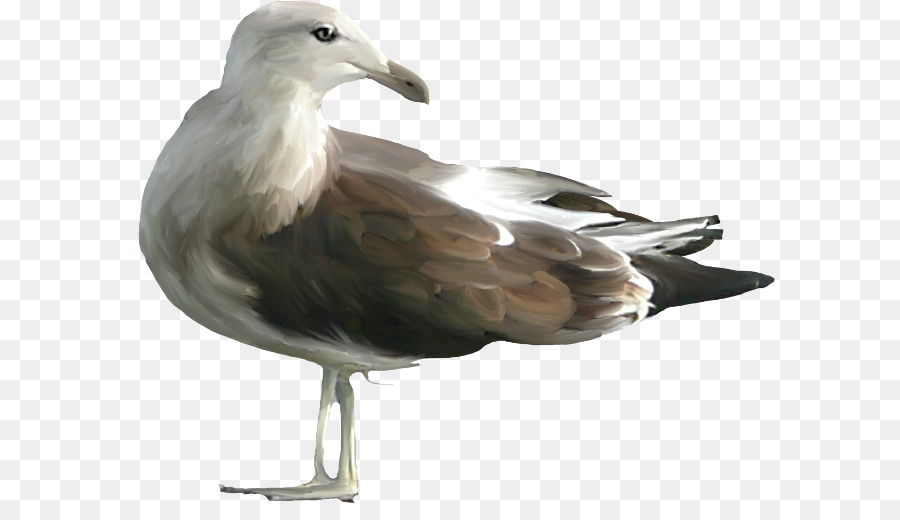 Mouette，Vol PNG