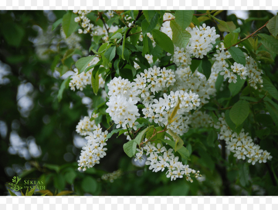 Prunus Padus，Prunus Subg Padus PNG