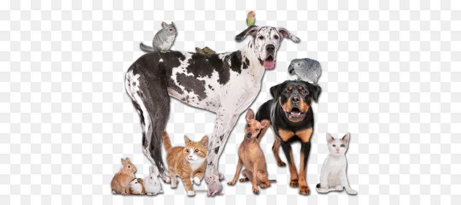 Animaux De Compagnie，Chiens PNG