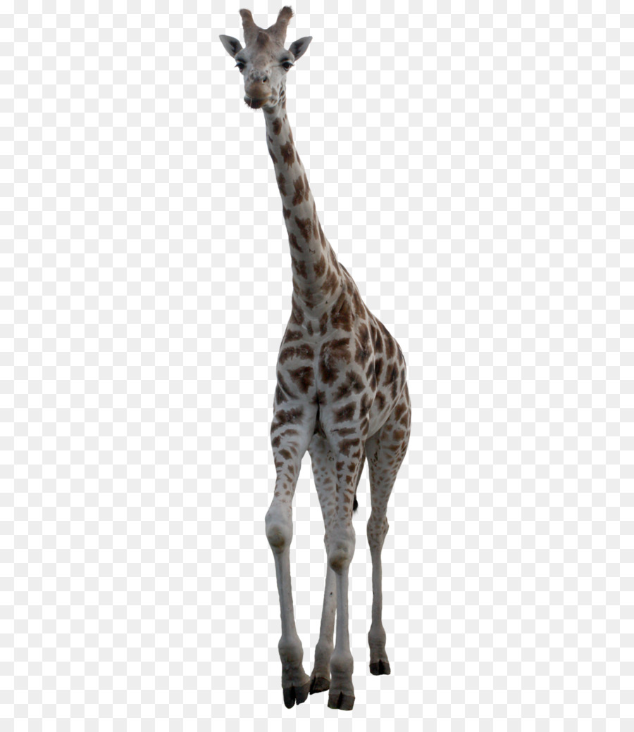 Girafe，Faune PNG