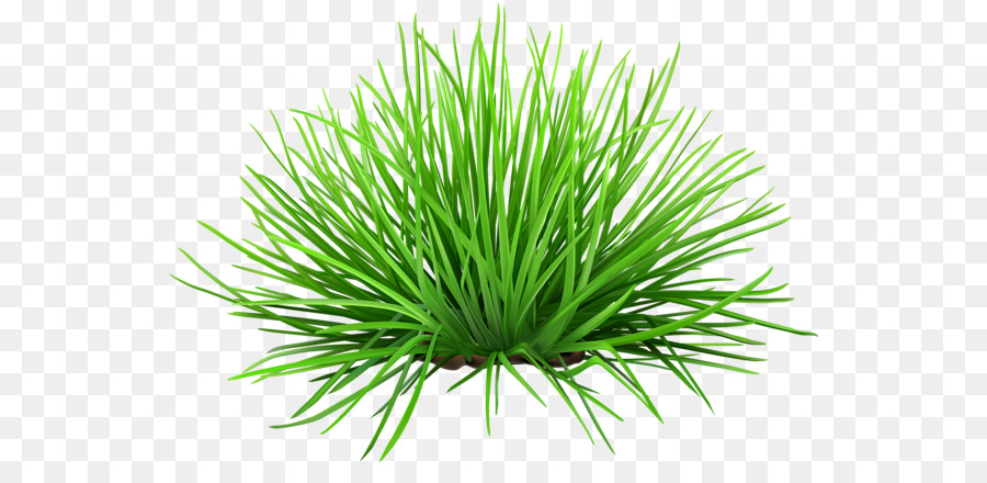 Herbe，Vert PNG