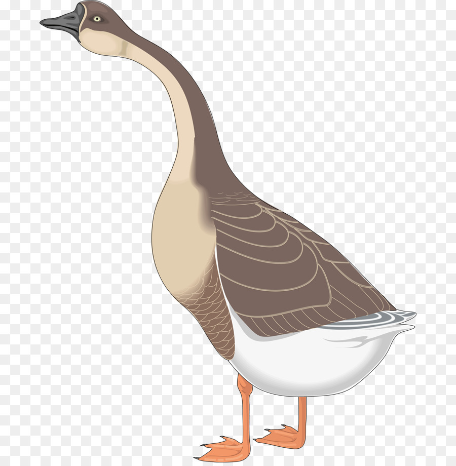 Canard，Bec PNG