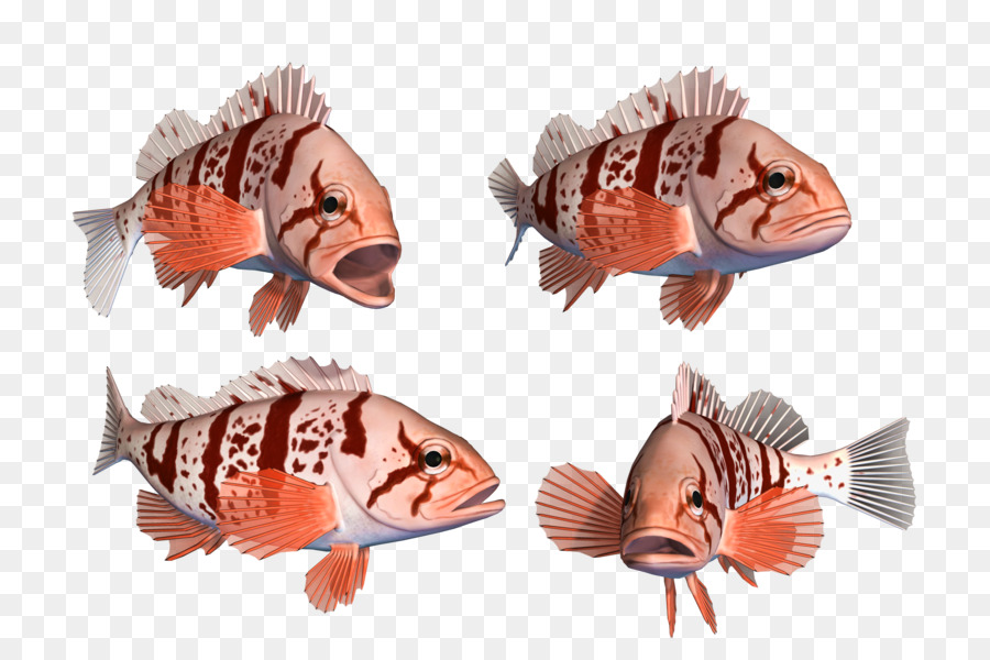 Poisson，Rouge PNG