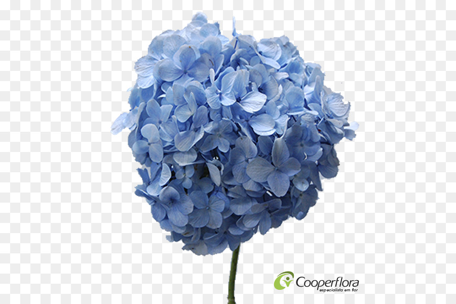 Hortensia Bleu，Floraison PNG