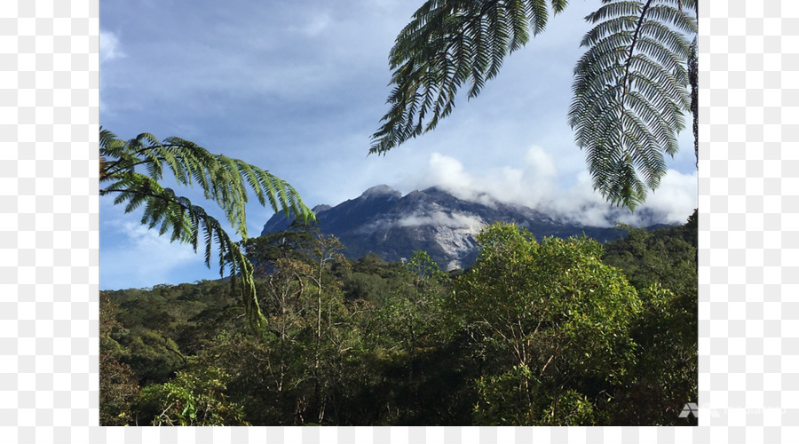 Forêt Tropicale，Biome PNG