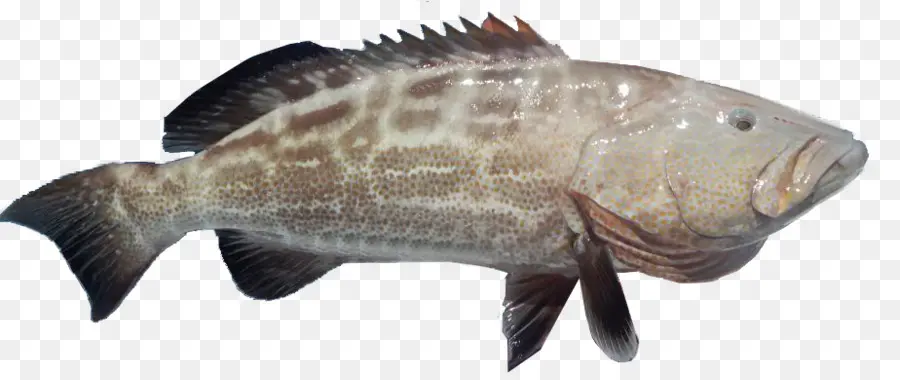 Poisson，Aquatique PNG