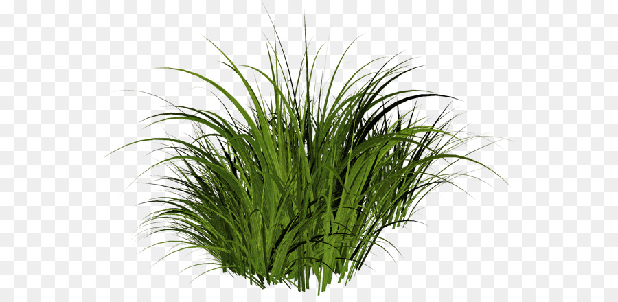 Plantes Vertes，Herbe PNG