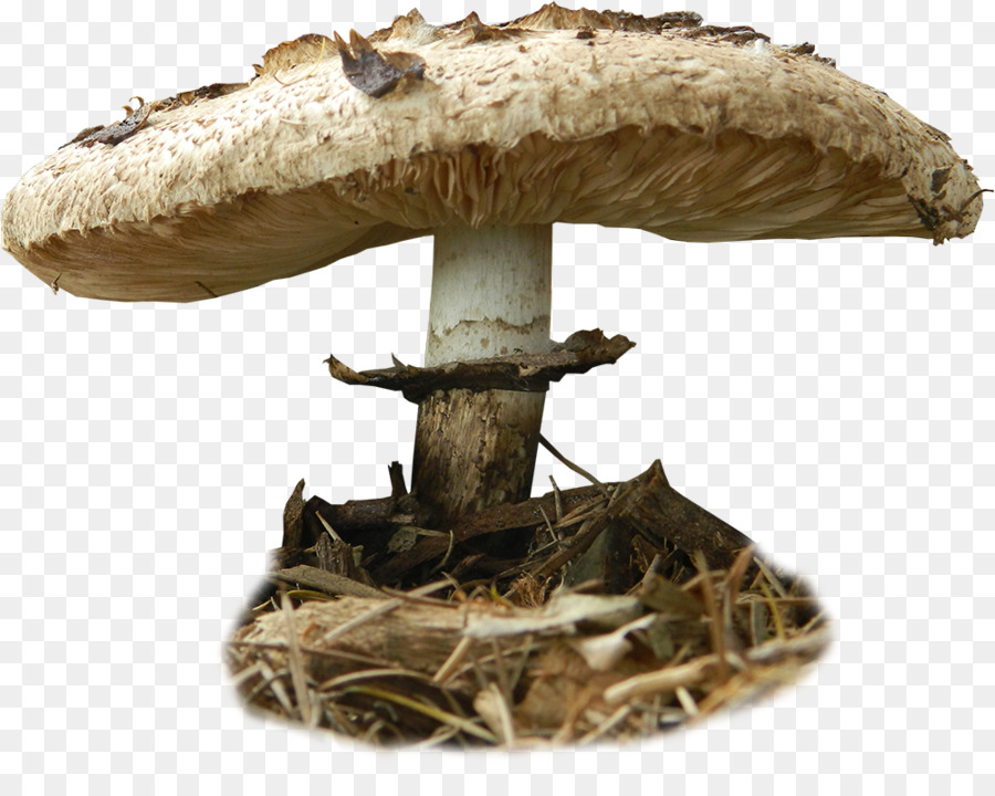 Champignons，Comestible PNG