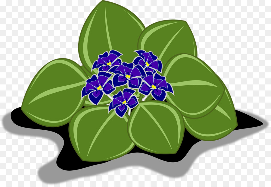 Violet，Violettes Africaines PNG